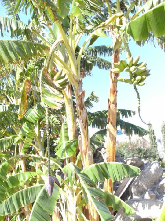 Hoteleinfahrt mit Bananenstauden Atlantica Marmari Palace