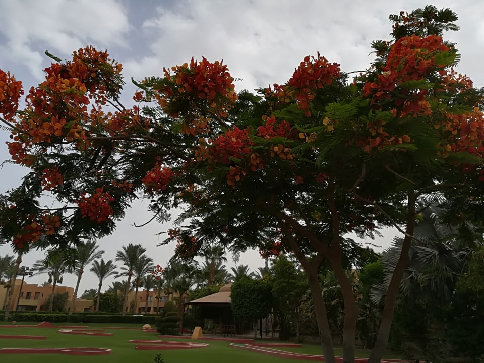 Gartenanlage Stella Beach Resort & Spa Makadi Bay