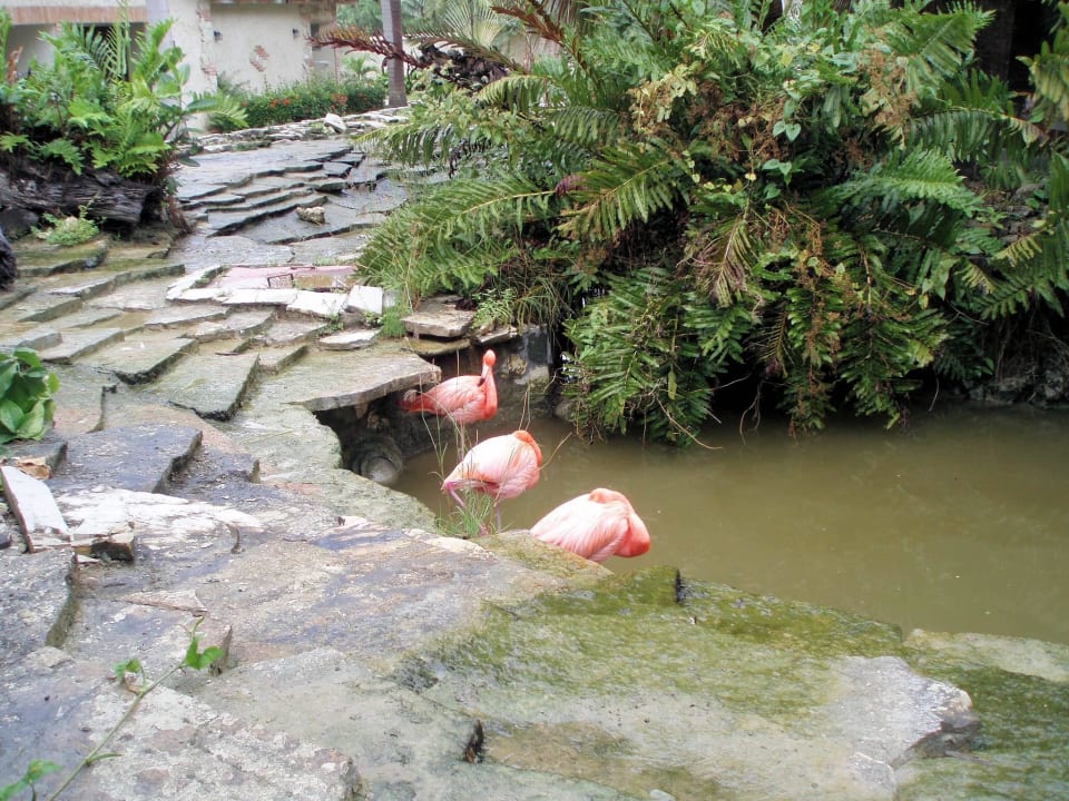 Flamingos in der Anlage Villas Bavaro Resort & Spa