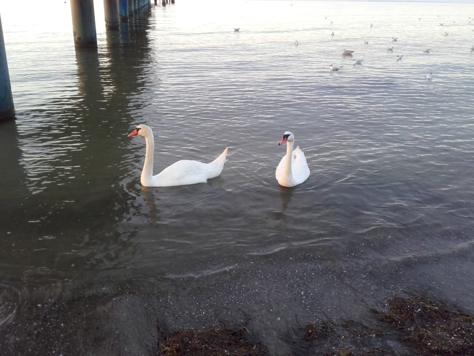 Strand Seehotel Großherzog von Mecklenburg