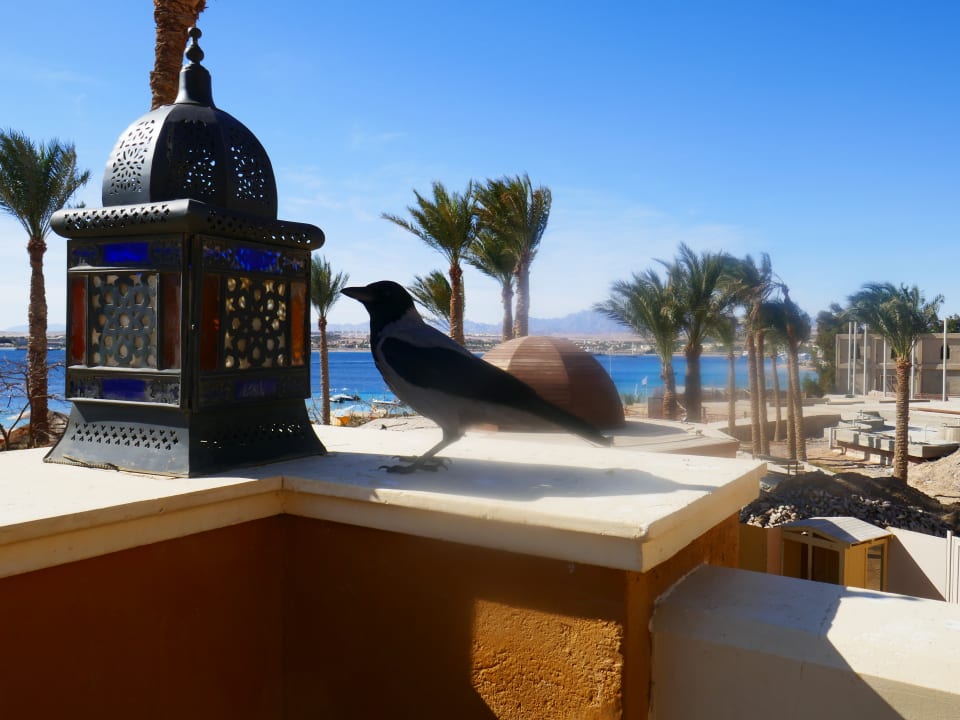 Ausblick Grand Waterworld Makadi & Family Star Makadi