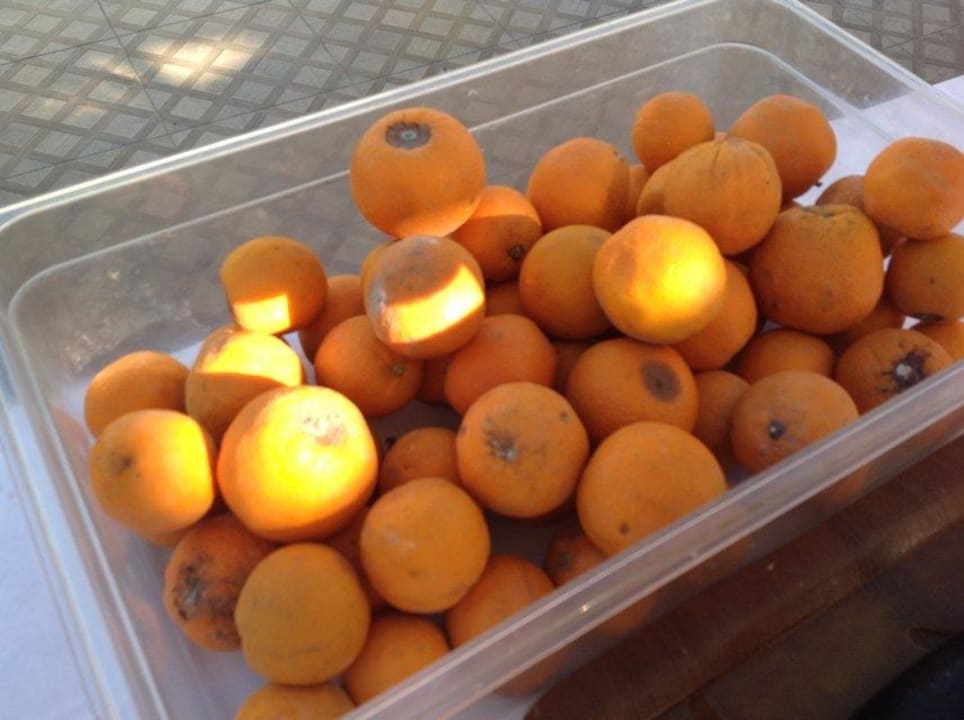 Faulige, schimmlige Orangen zum selbst pressen Sultan of Dreams Hotel & Spa