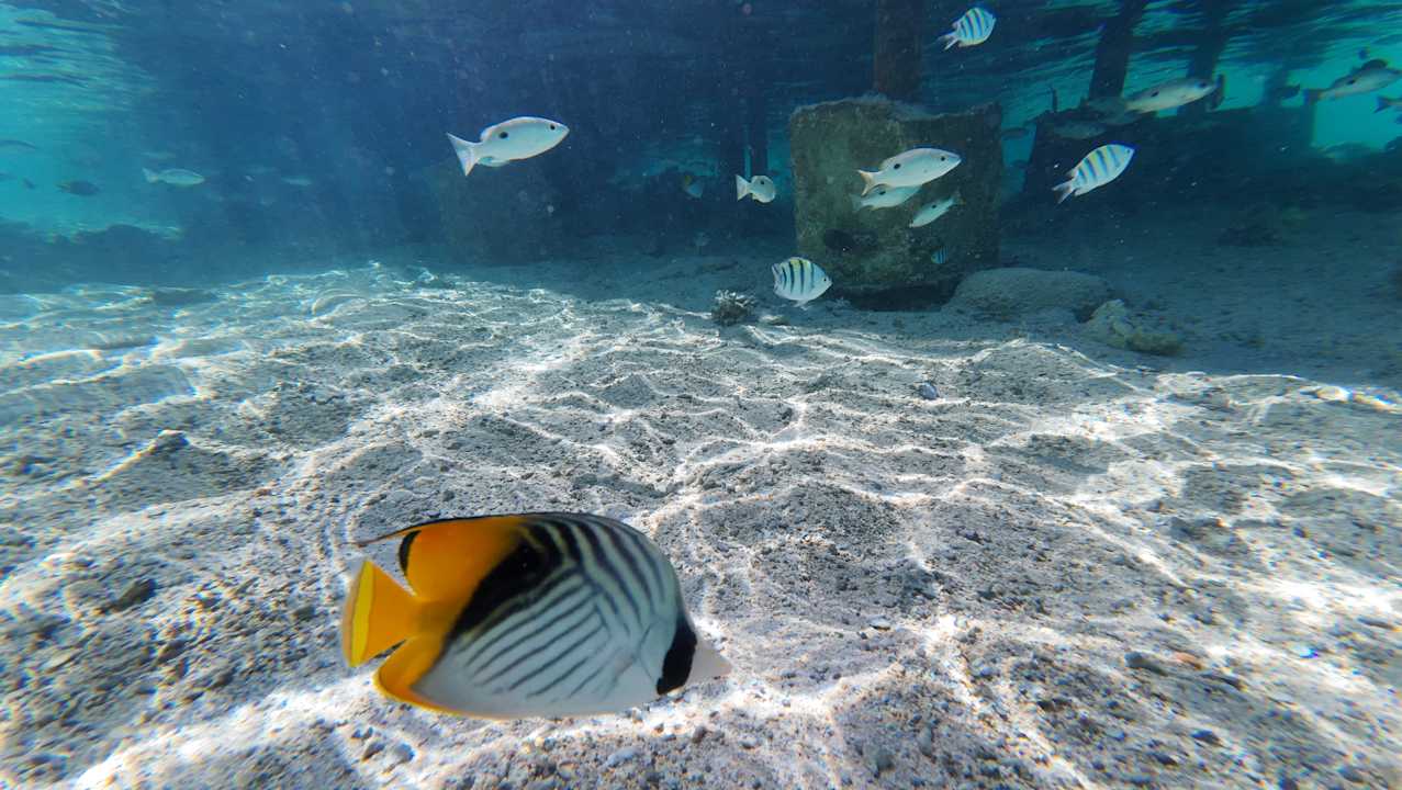 Strand Pickalbatros Royal Moderna Resort-Sharm El Sheikh