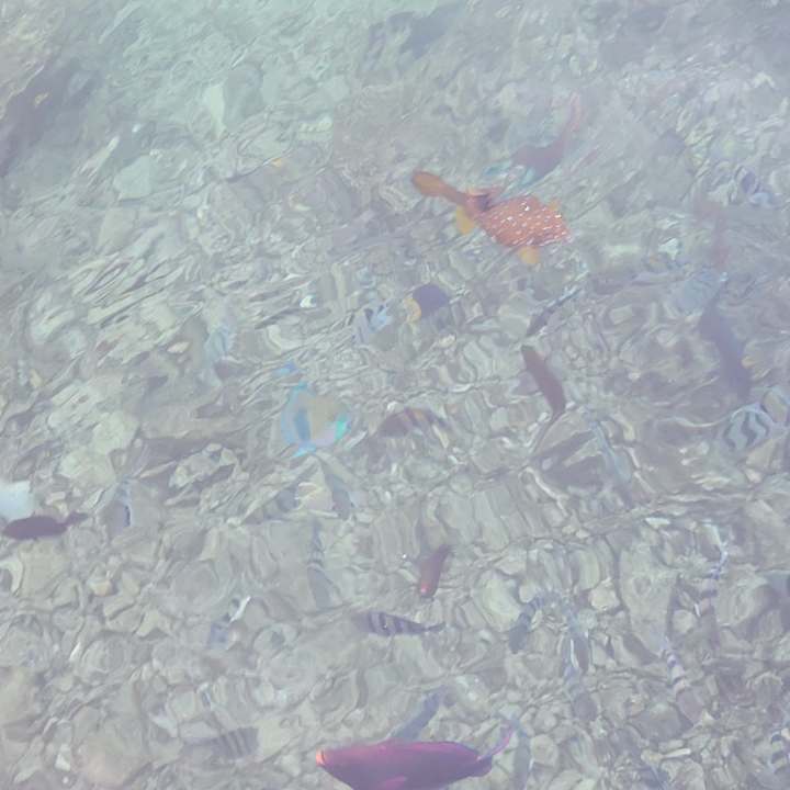 Strand Pickalbatros Citadel Resort