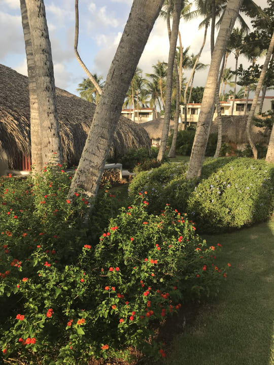 Gartenanlage Hotel Viva Dominicus Beach by Wyndham - All Inclusive Resort