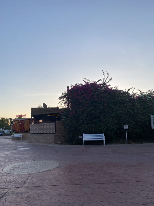 Sonstiges Desert Rose