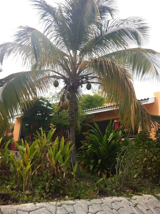 Kokospalme Don Genaro Apartments