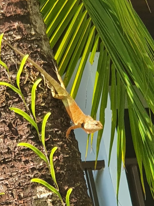 Gartenanlage Sunprime Kamala Beach