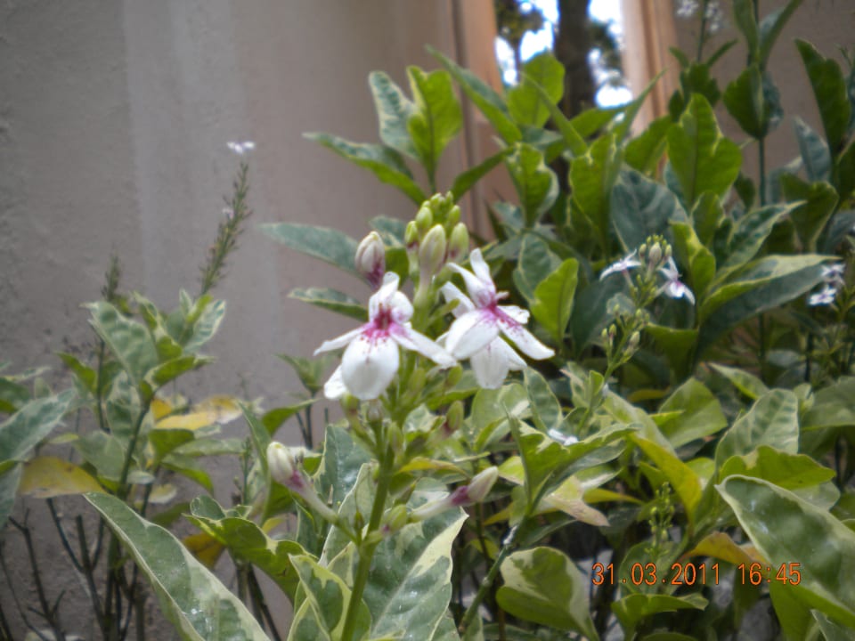 Blüte Grand Oasis Tulum Riviera - All Inclusive