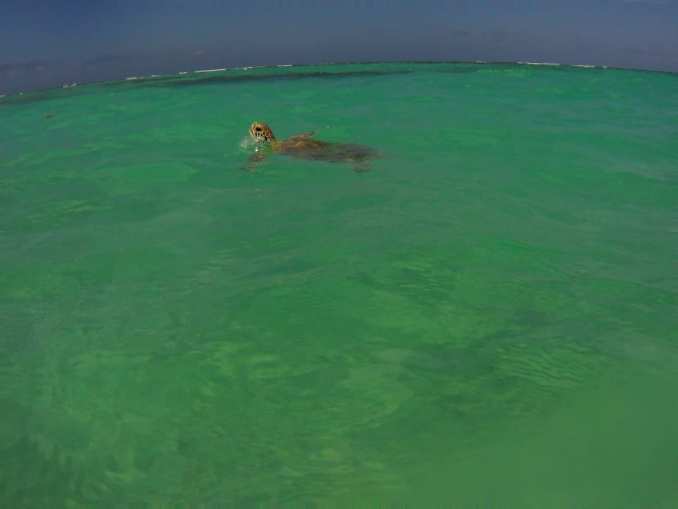 Strand Akumal Bay Beach & Wellness Resort