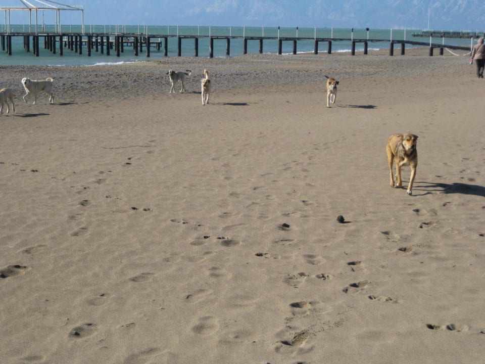 Friedliche Strandbesucher Limak Lara Deluxe Hotel & Resort