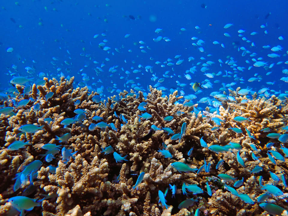 Sport & Freizeit Filitheyo Island Resort