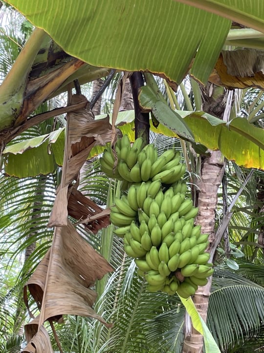 Gartenanlage Meeru Maldives Resort Island