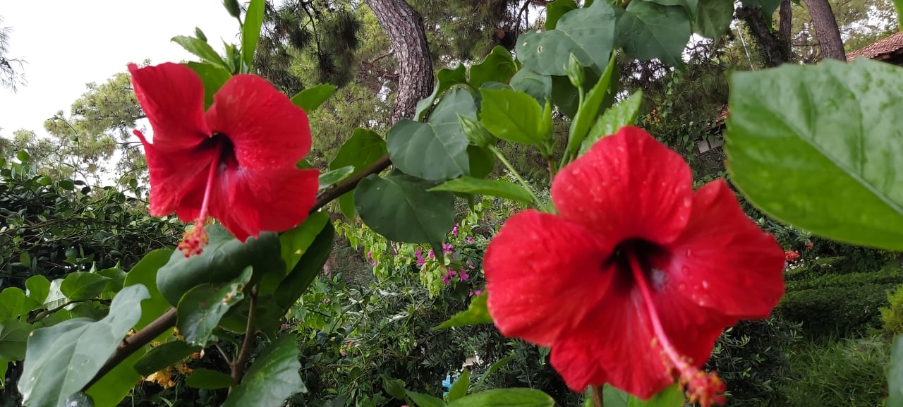 Gartenanlage Ulusoy Kemer Holiday Club