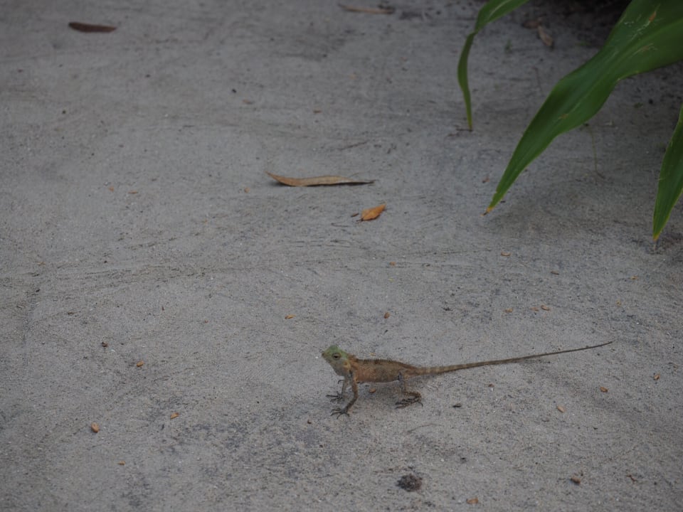 Eidechse am Weg Kuramathi Maldives
