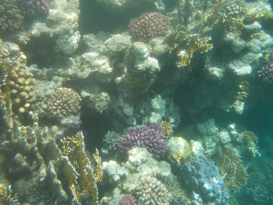 Schönes Riff Steigenberger Coraya Beach - Adults only