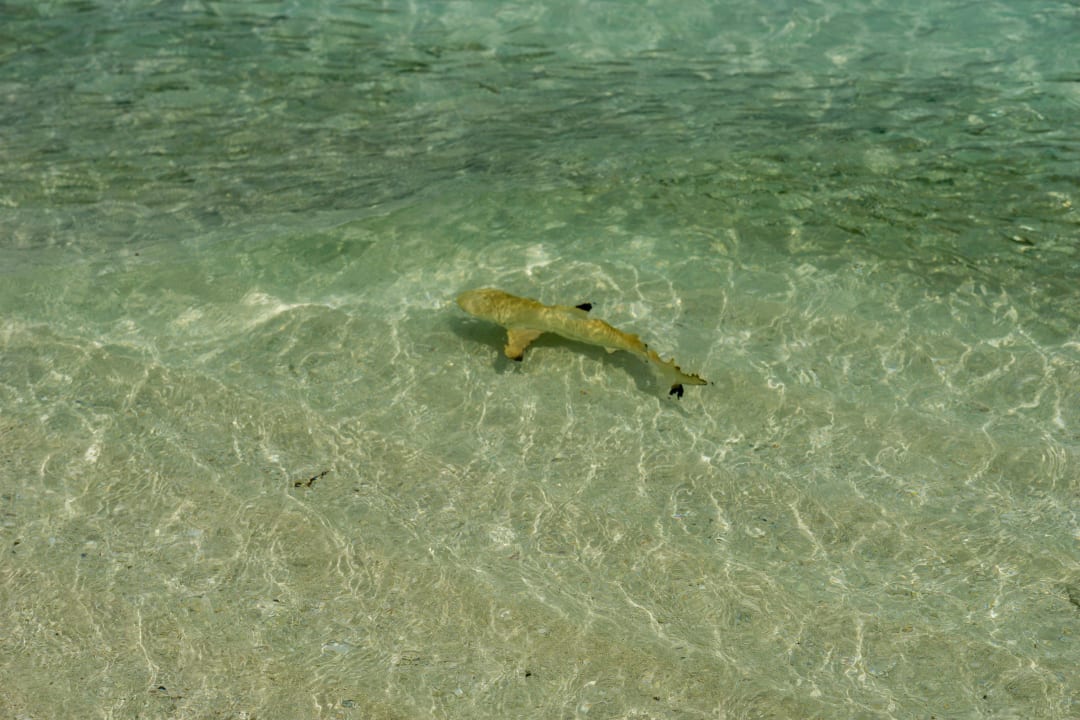 Babyhai Komandoo Island Resort & Spa - Adults only