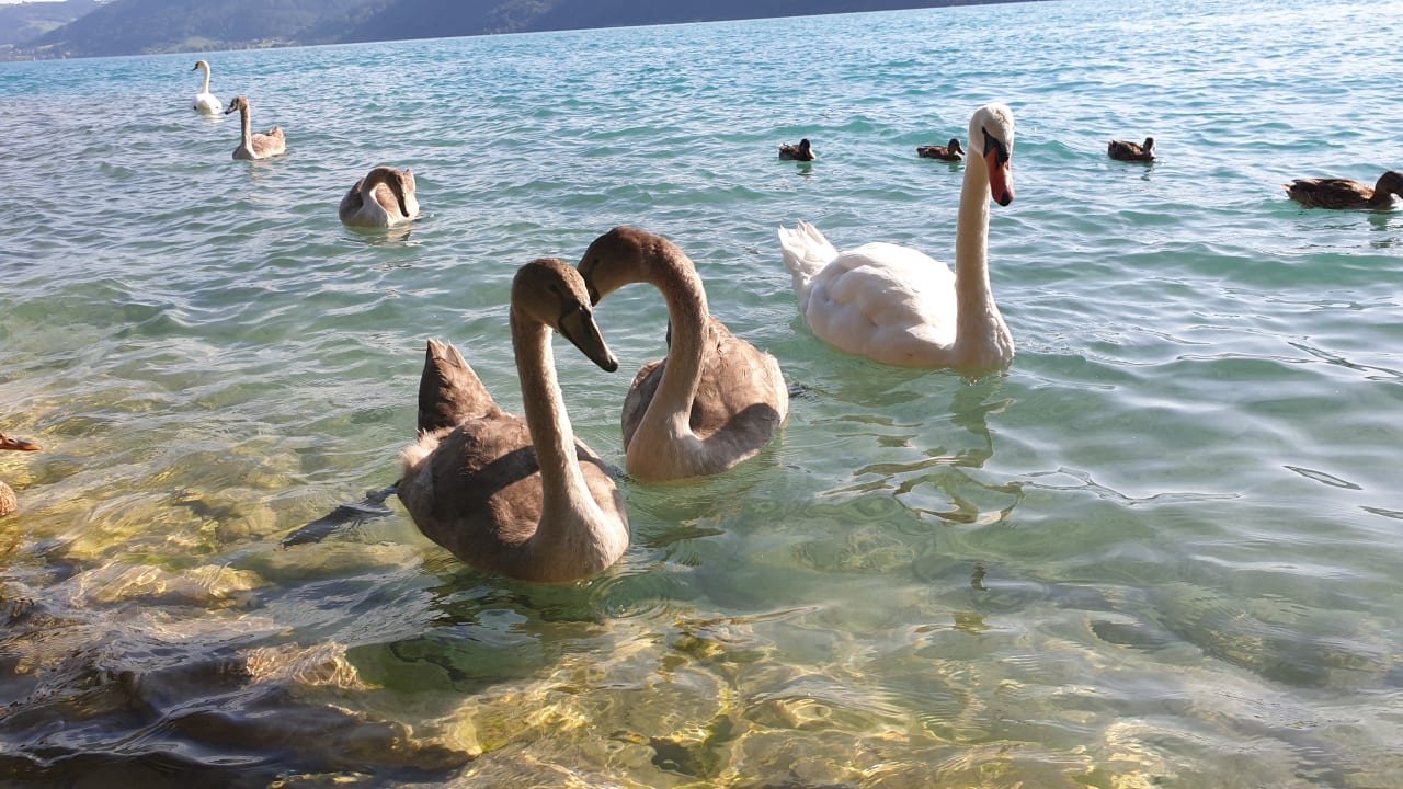 Strand Hotel Stadler am Attersee