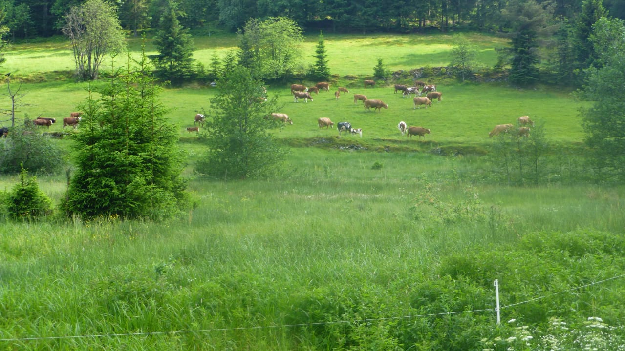 Blick von der Terrasse Wirtshaus Poppeltal