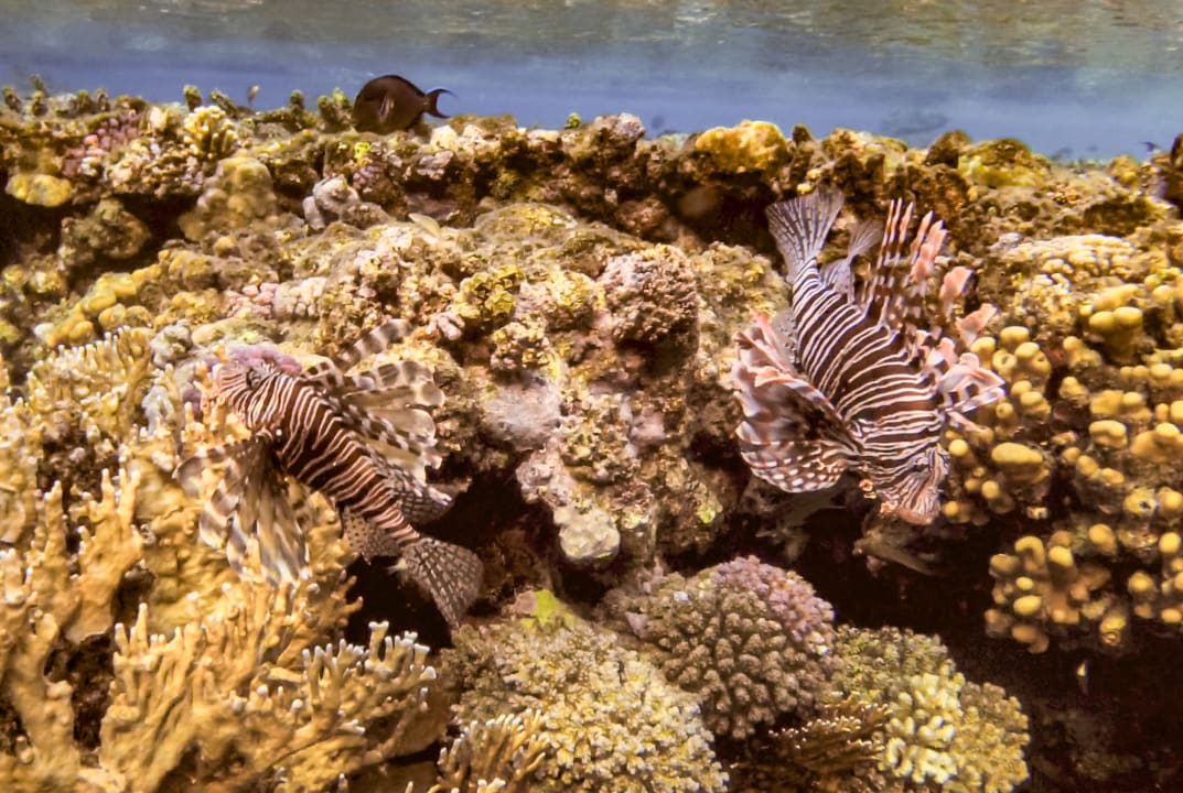 Sport & Freizeit Steigenberger Coraya Beach - Adults only