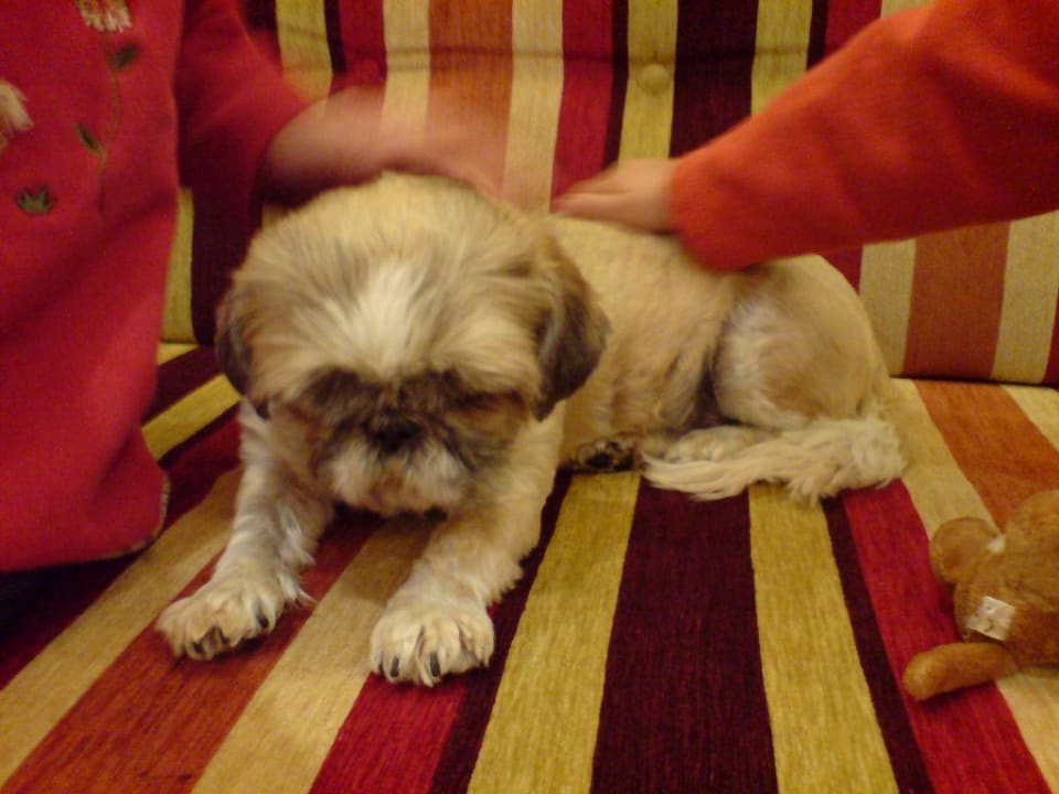 Der hoteleigene Hund ... Familotel Lärchenhof