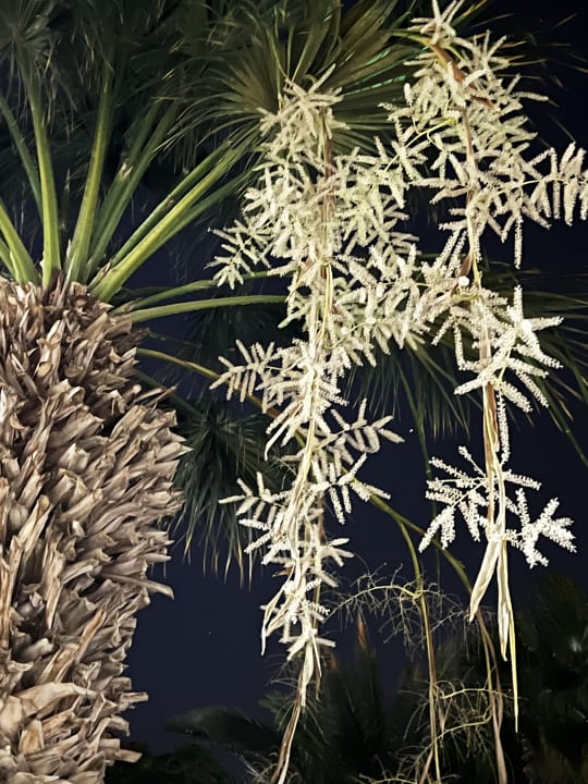 Gartenanlage The Grand Palace - Adults only