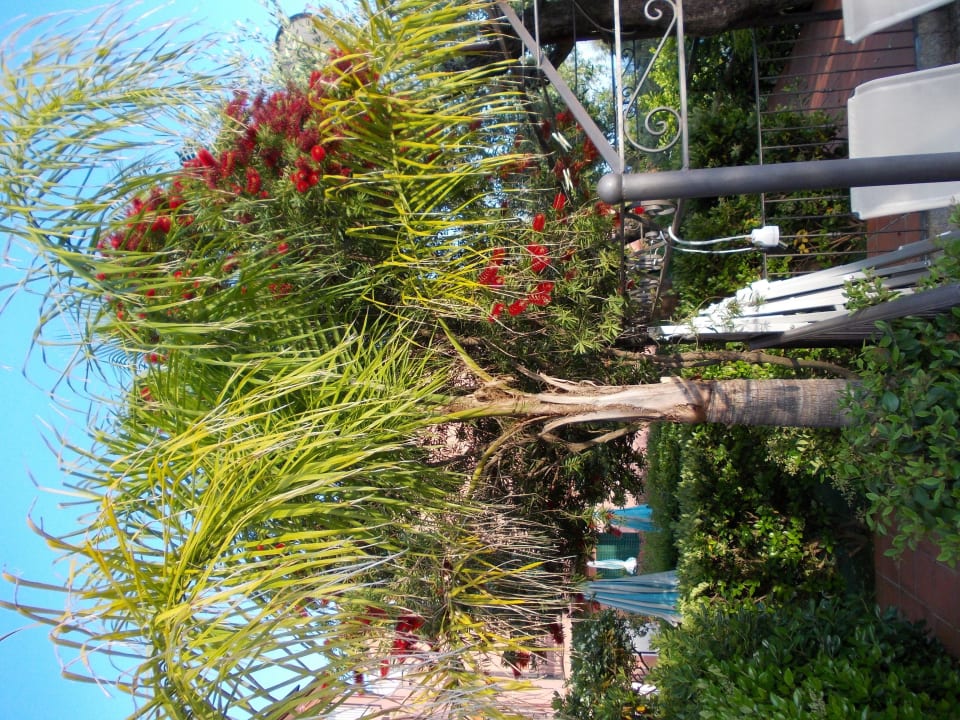 Frühlingsblüten Villa Giada Resort