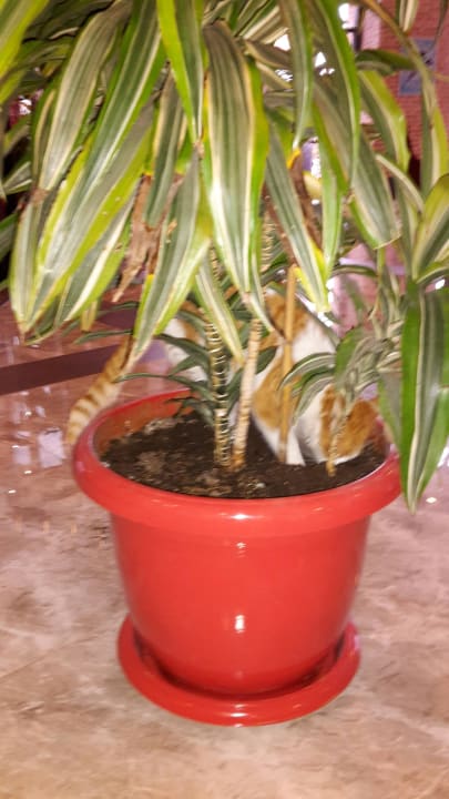 Katze sucht 5 Sterne, wir auch.  Limak Limra Hotel & Resort