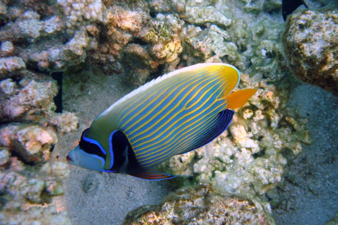 Kaiser Imperator Eri Maldives