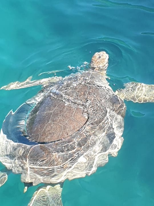 Strand The Grand Palace - Adults only