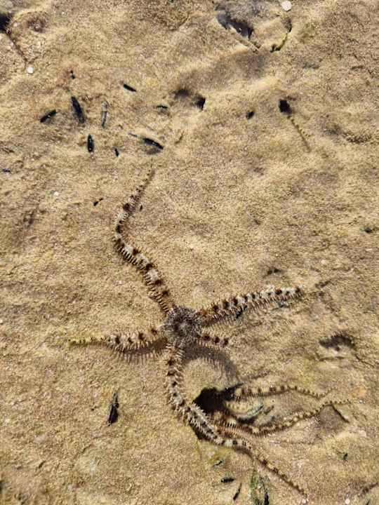 Sonstiges Pickalbatros Dana Beach Resort - Hurghada