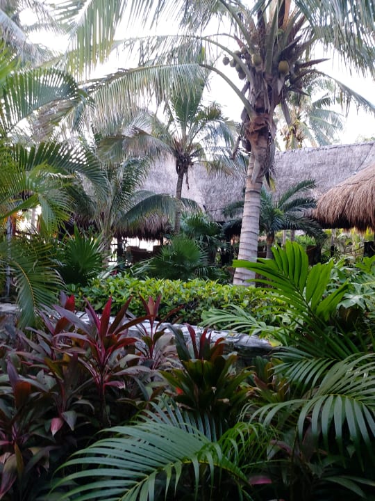Gartenanlage Akumal Bay Beach & Wellness Resort