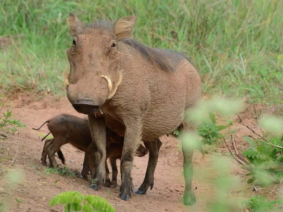 Warzenschwein Shimba Hills Lodge