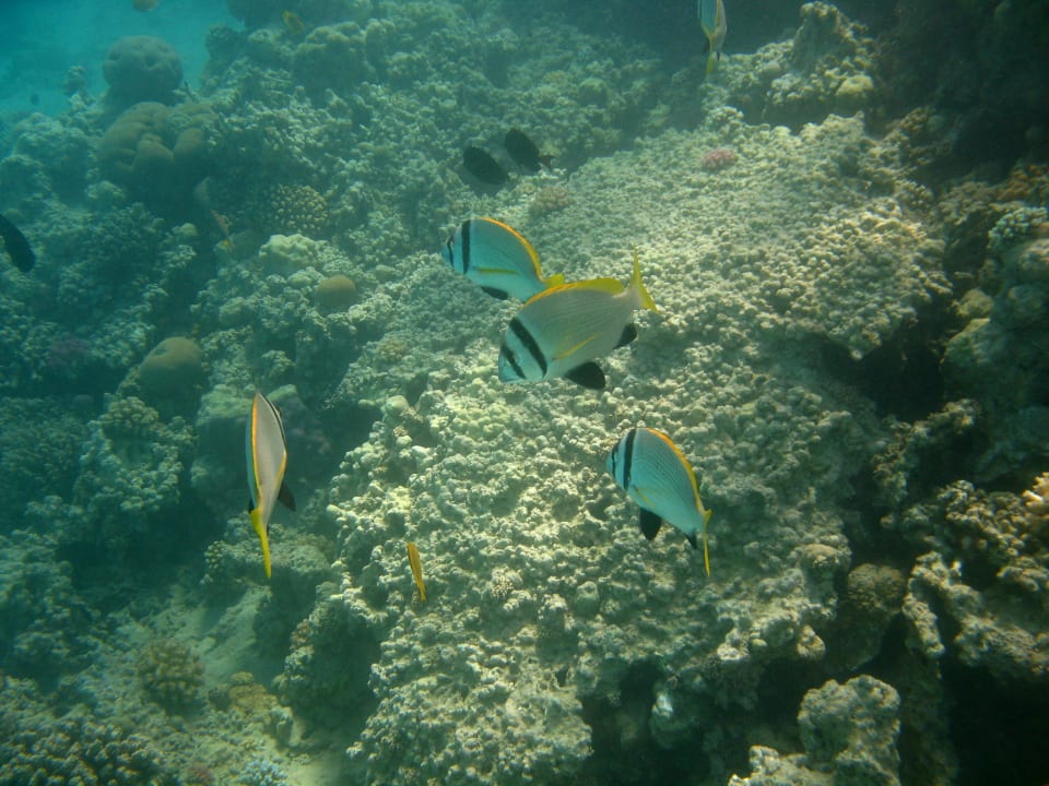 38 Stella Beach Resort & Spa Makadi Bay