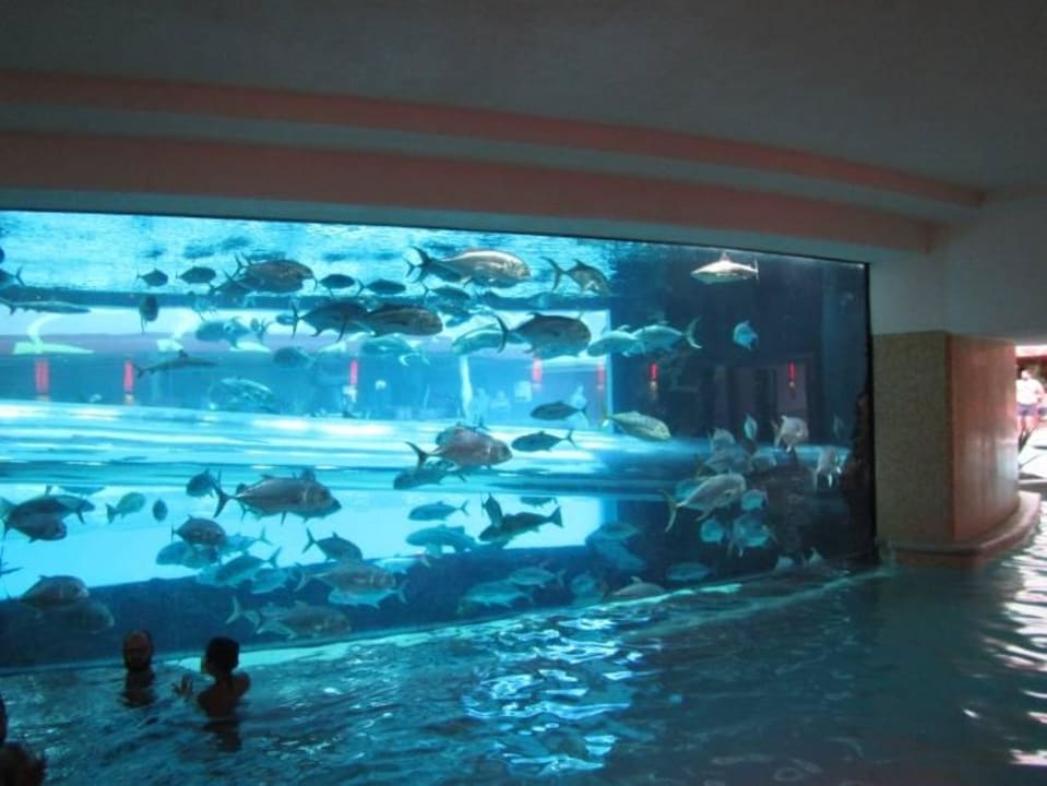 Pool Hotel Golden Nugget