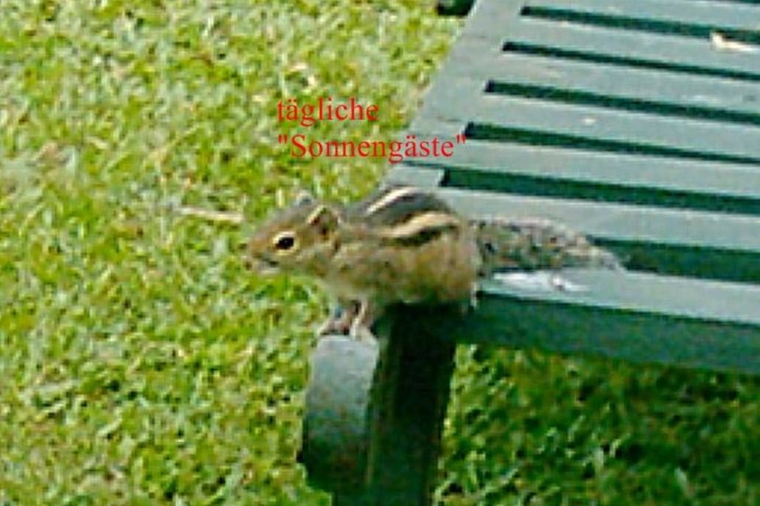 Sonnengäste Mermaid Hotel & Club