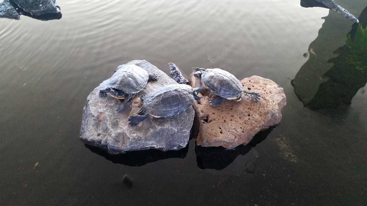 Lobby Hotel Grand Teguise Playa