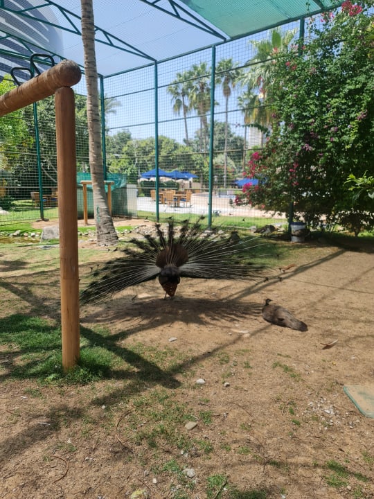 Gartenanlage Grand Hyatt Dubai