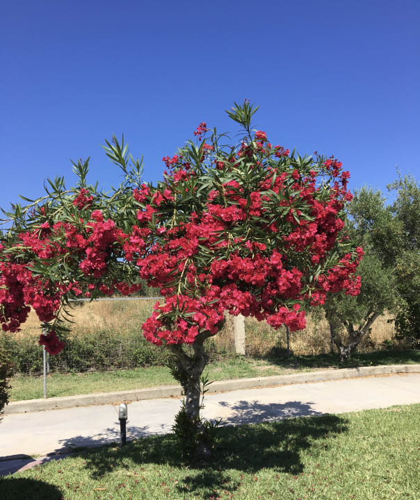 Gartenanlage Corali Hotel