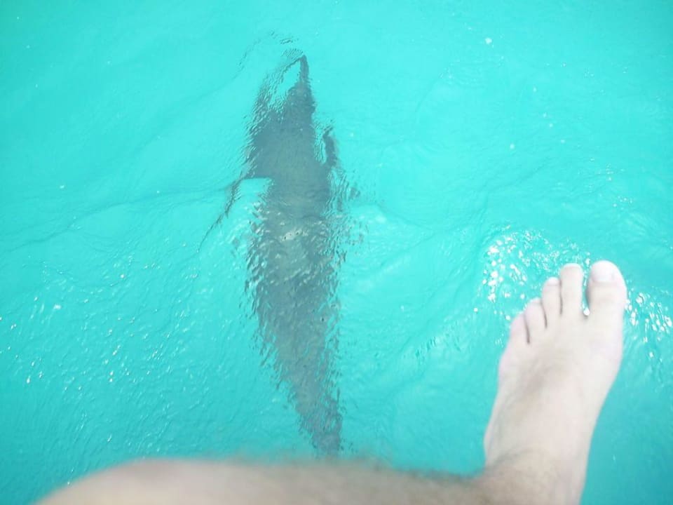 Delfin bei Bootsfahr Fihalhohi Maldives