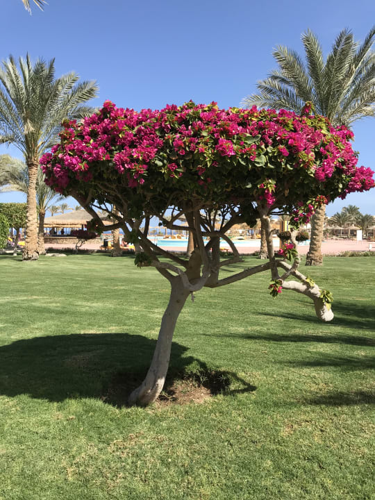 Gartenanlage Three Corners Sea Beach Resort