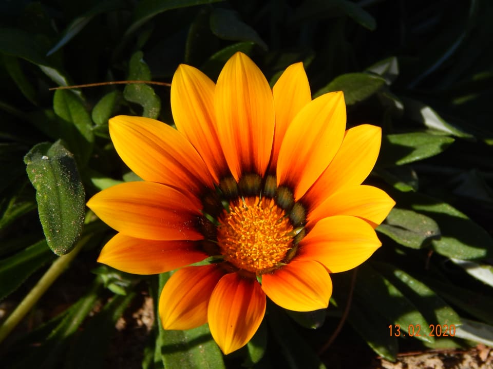 Gartenanlage Ghazala Gardens