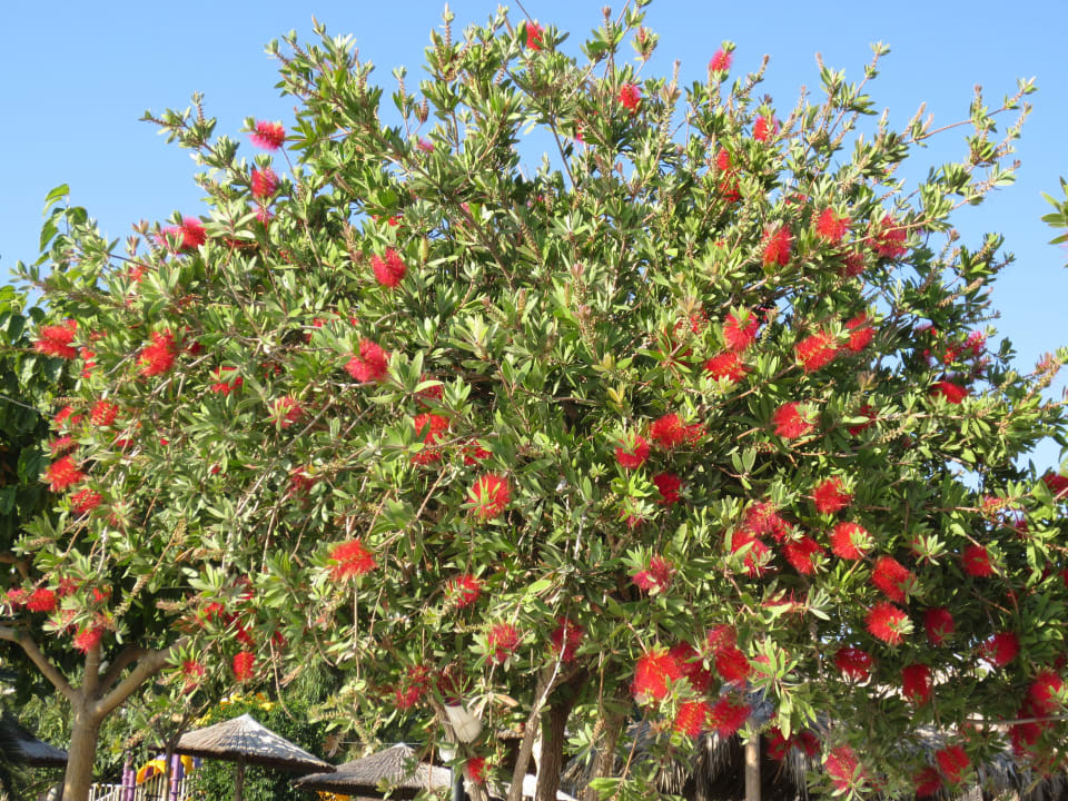 Korkenzieherblütenbaum Corissia Beach Hotel