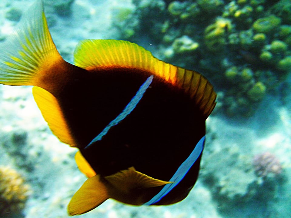 Nemo Menaville Safaga