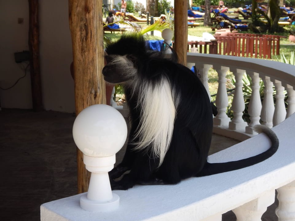 Mantelaffe  Hotel Papillon Lagoon Reef