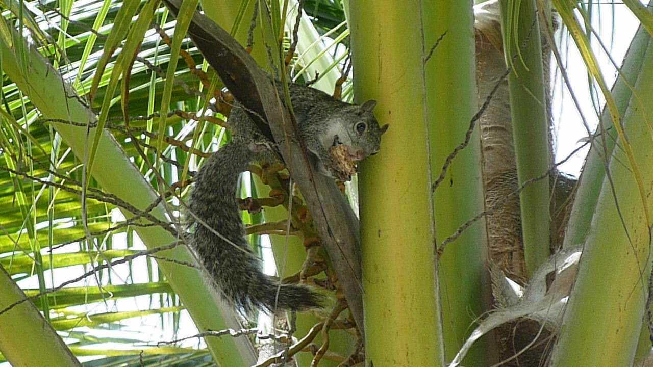 Graues Eichhörnchen Grand Palladium Kantenah Resort & Spa