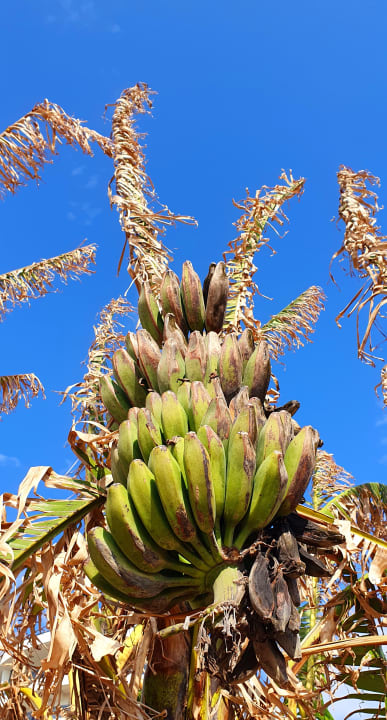 Gartenanlage Seaden Quality Resort & Spa