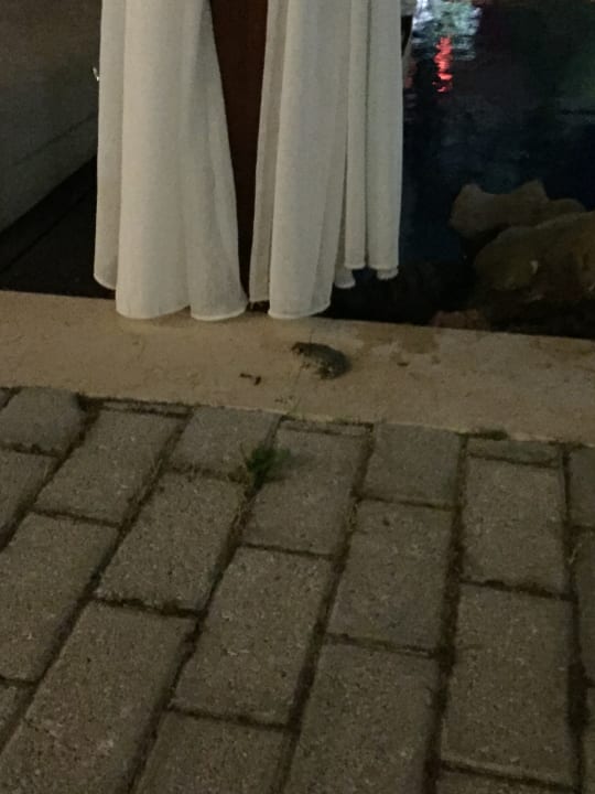 Pool Alexandra Golden Boutique - Adults only