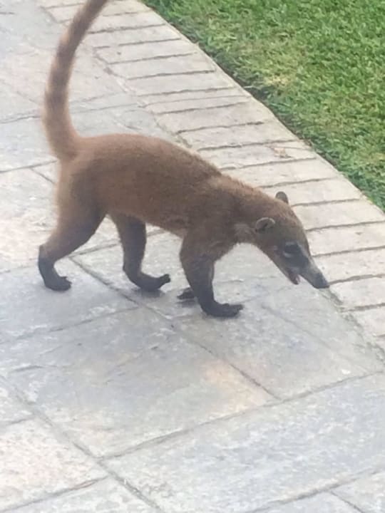 Tiere Bahia Principe Luxury Akumal