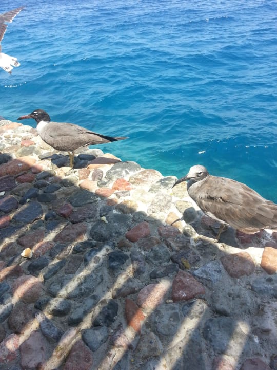 Hungrife am restaurant Arabella Azur Resort